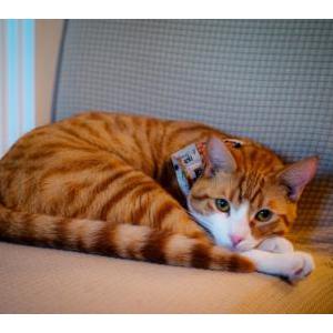Lost Cat Kachow