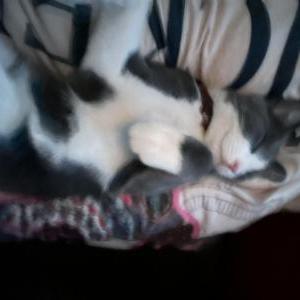 Image of Scoot, Lost Cat