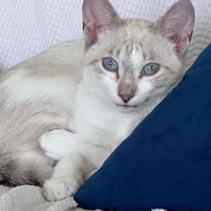 Lost Cat Lovebug