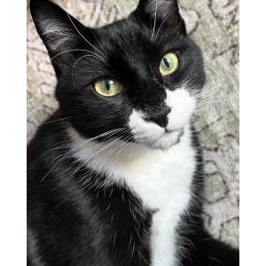 Lost Cat Spike