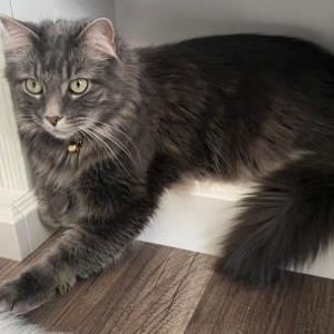 Image of Moonshine, Lost Cat