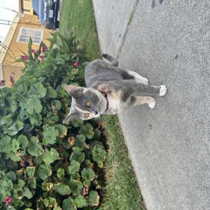 Image of Unknown, Found Cat