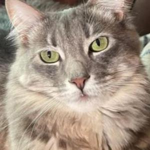 Lost Cat Bella