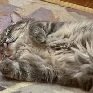 2nd Image of Bella, Lost Cat