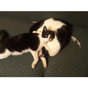Lost Cat Lone Star