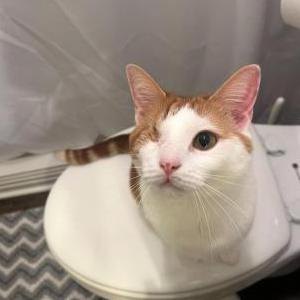 Lost Cat Saki