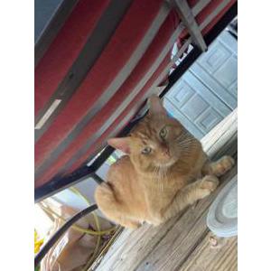 Image of Ollie, Lost Cat