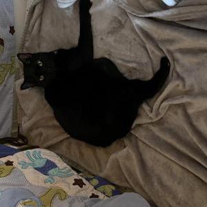 Lost Cat Mufasa