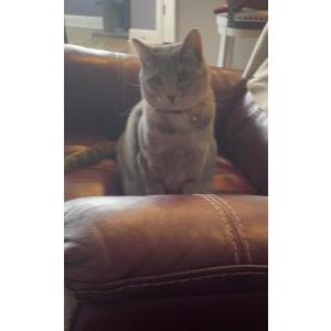 Lost Cat Shaka