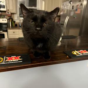 Lost Cat Tim