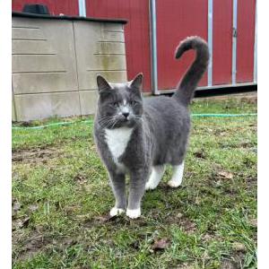 Lost Cat Squid
