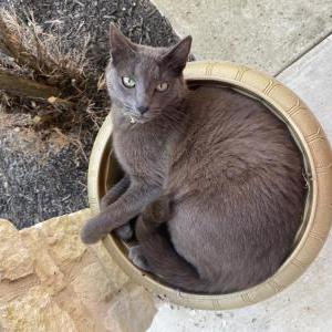 Lost Cat Shiro