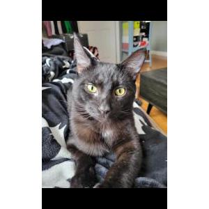 Image of Binx, Lost Cat