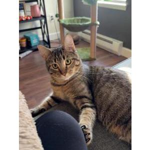 Lost Cat Lil B