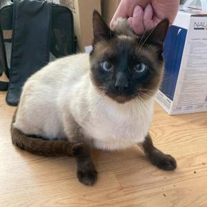 Found Cat unknown