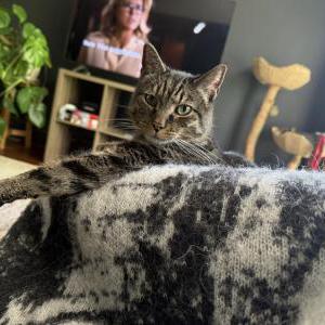 Lost Cat Mylas (Myles)