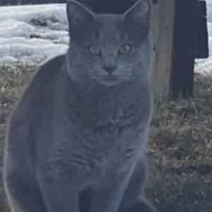 Lost Cat Gray
