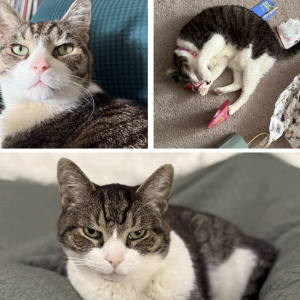 Image of Toby, Lost Cat