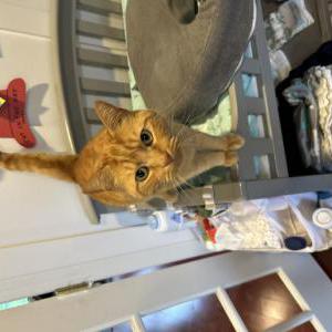 Lost Cat Clifford