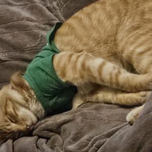 Lost Cat Jp