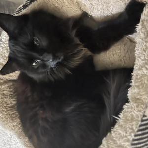 Lost Cat Cooey