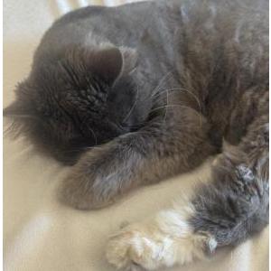 Image of Mavrick, Lost Cat