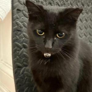 Image of Sweets, Lost Cat