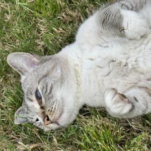 Image of Sly, Lost Cat