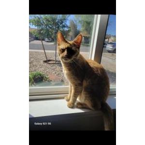 Image of Bell, Lost Cat