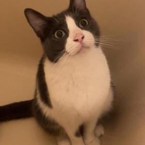 Lost Cat Toby