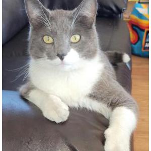 Image of Felix, Lost Cat