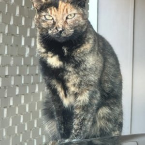 Lost Cat Stitch
