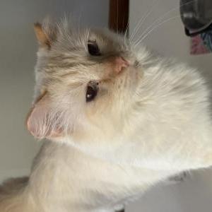 Image of Stewie, Lost Cat
