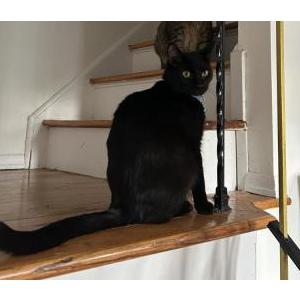 Image of Onyx, Lost Cat