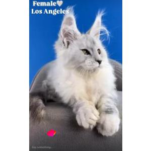 Lost Cat Simone
