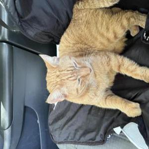 Lost Cat Rusty