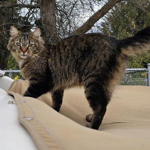 Lost Cat Rufio (Rufi or Ruru)