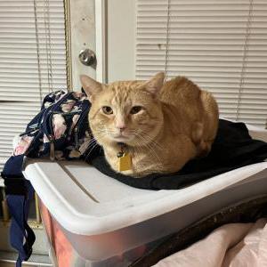 Lost Cat Tigger