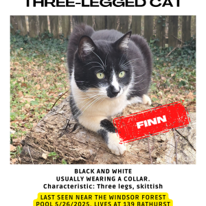 Lost Cat Finn