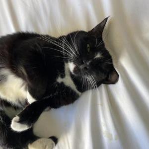 Lost Cat B-Kitty