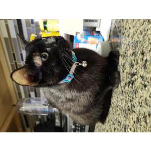 Image of Unknown, Found Cat