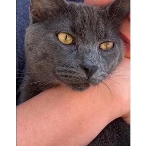 Lost Cat Oliver