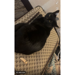 Lost Cat Smokii