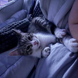 Image of Jax, Lost Cat
