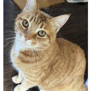 Lost Cat Nacho