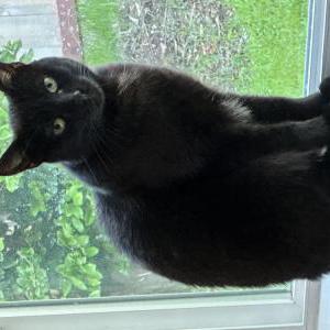 Image of JiJi or Amia, Lost Cat