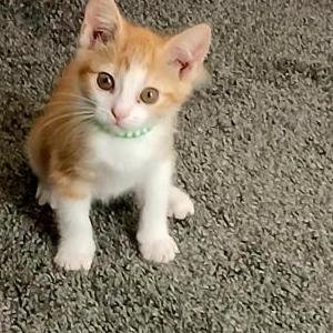 Lost Cat Stormy Dominguez