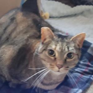 Lost Cat Yeeta