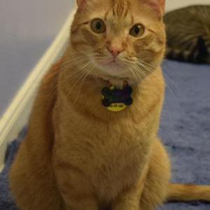 Lost Cat Rango
