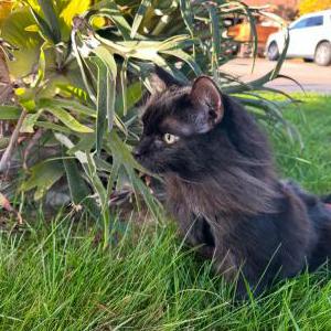 Image of Biggie, Lost Cat